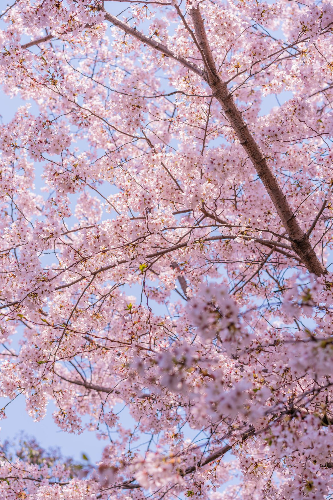 Japanese cherry blossoms in Bloesempark – Holland Times